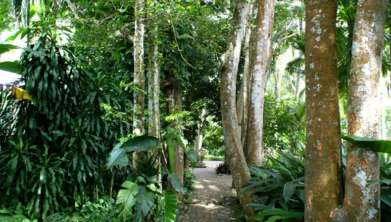 兴隆热带植物园兴隆热带植物园